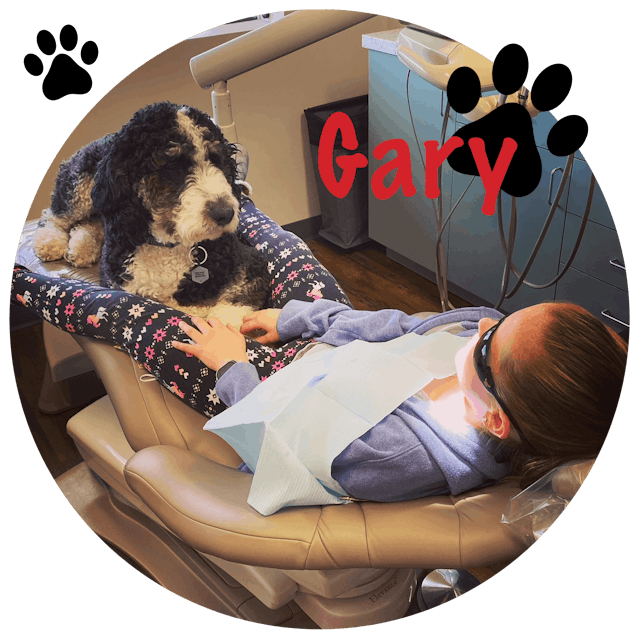 2022’s Best Dental Dog The New Dentist