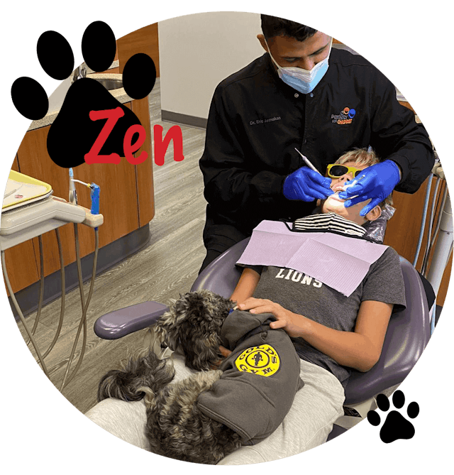 2022’s Best Dental Dog The New Dentist